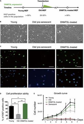 Transient DNMT3L Expression Reinforces Chromatin Surveillance to Halt Senescence Progression in Mouse Embryonic Fibroblast